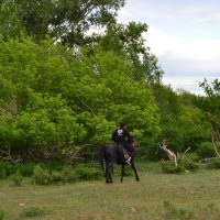 Чёрный конь  в зелёном  лесу. :: Андрей Хлопонин