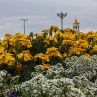 Городские цветы :: Дмитрий Костоусов