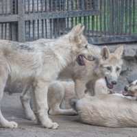 полярные волчата подросли..... :: аркадий 