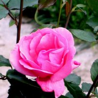 Розовые розы в саду... :: ГЕНРИХ 