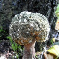 Сомнительный грибок. :: nadyasilyuk Вознюк