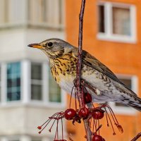 Возле дома моего. :: Владимир Савельев