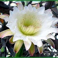 Цветок кактуса Цереус, :: Валерьян Запорожченко