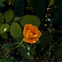 Оранжевая роза ,свет и  тень :: Валентин Семчишин