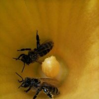 Пчелки :: Зоя Мишина