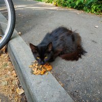 У фотографа-велосипедиста всегда найдется ЧТО поесть кошке :: Андрей Лукьянов