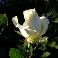 Белая роза :: Антонина Гугаева