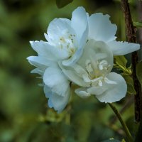 Цветы ботанического сада,Симферополь :: Валентин Семчишин