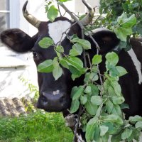 Корова в чужом саду :: Валерий Судачок