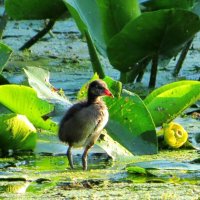 В водных зарослях :: Андрей Снегерёв