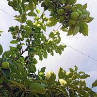Сказочный  Яблочный Спас :: Фотогруппа Весна