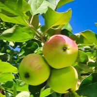 Всех, с яблочным новым урожаем ! :: Надежда 