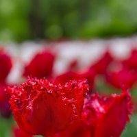 Красные махровые тюльпаны :: Владимир Бодин