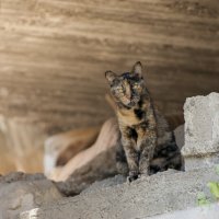 Пещерный кот :: Alexander Amromin