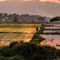 Закат над рисовыми полями. Мьянма :: Олег Ы