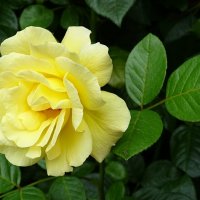 Жёлтая красавица-роза. :: Милешкин Владимир Алексеевич 