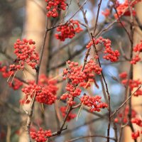 осень :: Владимир Холодницкий