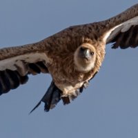 Альпийский гриф (научное название: Gyps himalayensis) :: Yudong Liu