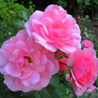 Розы – символ  мудрости и чистоты :: Ольга Довженко