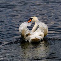 Лебедь плавает по Изборскому озеру :: Георгий А