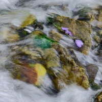 словенские ключи: цветок под водой :: Георгий А