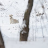 Внимание :: Олег Денисов