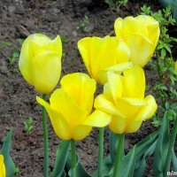 Жёлтые тюльпаны :: Нина Бутко