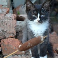 Котёнок который живет во дворе. :: Михаил Столяров