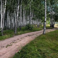 "Хороша берёзка русская  При дороге при лесной..." Н. Палькин :: Владимир Шошин