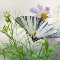 Подалирий (лат. Iphiclides podalirius) :: Денис Ветренко