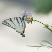 Подалирий (лат. Iphiclides podalirius) :: Денис Ветренко