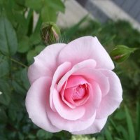 Розовая роза :: Наиля 