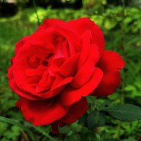 Вот роза, всех цветов царица. :: Ольга Довженко