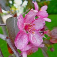 Розовые яблоневые цветочки :: Raduzka (Надежда Веркина)