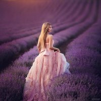 Lavender :: Марина Жаринова