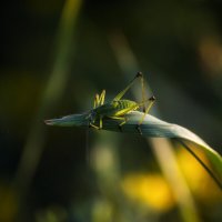 Кузнечик :: Андрей Анкудинов