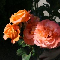 Пышные розы :: Ольга 