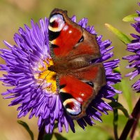 бабочки на осенних цветах  5 :: Александр Прокудин