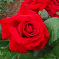 Розы у храм (Свято-Елисаветинский монастырь) :: tamara 