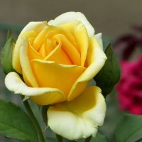 Ещё по-летнему роза цветёт :: Татьяна Смоляниченко