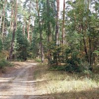 По лесным дорожкам :: Galina Solovova