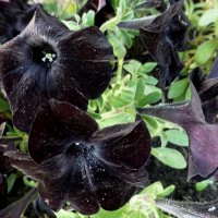 Черная петуния (Black petunias) :: Raduzka (Надежда Веркина)