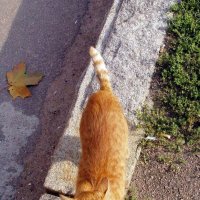 Выборгский котик... :: vadim 