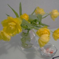 Тюльпаны :: Сергей Запорожцев