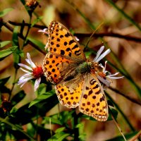 бабочки на осенних цветах 7 :: Александр Прокудин