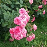 Осыпаются розы в саду :: Galina Solovova