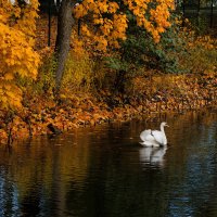 Белым лебедем уходит это лето в эту осень, ни о чем меня не спросит,  растворяясь в октябре.. :: Владимир Бодин