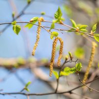 Весенние зарисовки. :: Виктор Иванович Чернюк