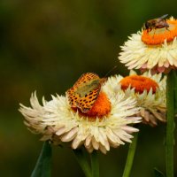 бабочки на осенних цветах  1 :: Александр Прокудин