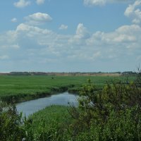 Пернатые над водоёмом :: Александр Рыжов